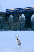 Grey heron (Ardea cinerea) on frozen river, River Tame, Reddish Vale Country Park, Stockport, Greater Manchester, UK, with Northern Rail train on viaduct in the background, December 2010