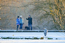 Grey heron (Ardea cinerea) on frozen ground with  visitors to Reddish Vale Country Park, Stockport, Greater Manchester, UK, December 2010
