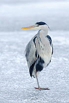 Grey heron (Ardea cinerea) standing on one leg on ice, River Tame, Reddish Vale Country Park, Stockport, Greater Manchester, UK, December 2010