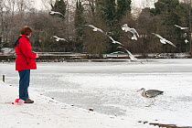 Woman feeding gulls and Grey heron (Ardea cinerea) with fish from supermarket, River Tame, Reddish Vale Country Park, Stockport, Greater Manchester, UK, December 2010