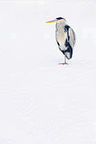 Grey heron (Ardea cinerea) standing on one leg on ice, River Tame, Reddish Vale Country Park, Stockport, Greater Manchester, UK, December 2010