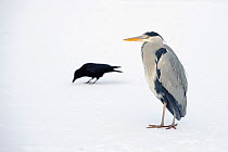 Grey heron (Ardea cinerea) on ice with Carrion crow (Corvus corone), River Tame, Reddish Vale Country Park, Stockport, Greater Manchester, UK, December 2010