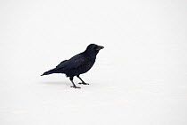 Carrion crow (Corvus corone) feeding on scraps on ice, River Tame, Reddish Vale Country Park, Stockport, Greater Manchester, UK, December 2010
