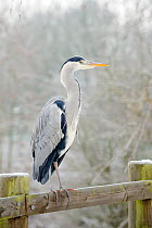 Grey heron (Ardea cinerea) perched on fence in park, River Tame, Reddish Vale Country Park, Stockport, Greater Manchester, UK, December 2010