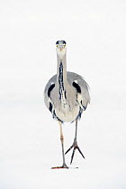 Grey heron (Ardea cinerea) walking towards camera on ice, River Tame, Reddish Vale Country Park, Stockport, Greater Manchester, UK, December 2010 (This image may be licensed either as rights managed o...
