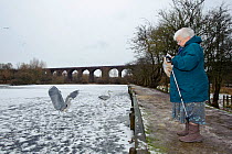 Elderly woman feeding Grey herons (Ardea cinerea) with fish from supermarket on frozen River Tame, Reddish Vale Country Park, Stockport, Greater Manchester, UK, December 2010, Model released