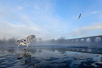 Grey heron (Ardea cinerea) on ice, feeding on fish fed to it by visitors, River Tame, Reddish Vale Country Park, Stockport, Greater Manchester, UK, December 2010