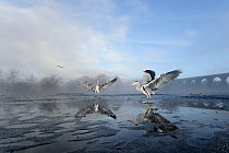 Two Grey herons (Ardea cinerea) on ice, squabbling over fish fed to them by visitors, River Tame, Reddish Vale Country Park, Stockport, Greater Manchester, UK, December 2010, Highly commended, Urban W...