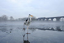 Grey heron (Ardea cinerea) on ice, running to feed on fish fed to it by visitors, River Tame, Reddish Vale Country Park, Stockport, Greater Manchester, UK, December 2010