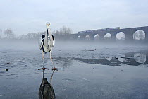 Grey heron (Ardea cinerea) on ice, waiting to be fed fish by visitors, with train on viaduct in background, River Tame, Reddish Vale Country Park, Stockport, Greater Manchester, UK, December 2010
