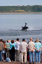 Visitors on Chanonry Point watching Bottlenose dolphins (Tursiops truncatus) playing and breaching, Moray Firth, Inverness-shire, Scotland, UK, August