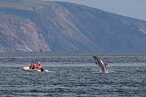 People in dinghy watch a Bottlenose dolphin (Tursiops truncatus) breaching behind their boat, Moray Firth, Inverness-shire, Scotland, UK, July, Note: Severe crop - web use or small repro only