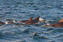 Bottlenose dolphin (Tursiops truncatus) group at surface, Moray Firth, Inverness-shire, Scotland, UK, August