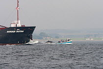 Bottlenose dolphin (Tursiops truncatus) bow riding on fuel tanker with dolphin tour boat and tourists watching, Moray Firth, Inverness-shire, Scotland, UK, August