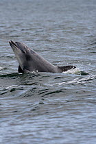Bottlenose dolphin (Tursiops truncatus) adult spy-hopping, Moray Firth, Inverness-shire, Scotland, UK, August
