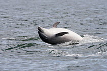 Bottlenose dolphin (Tursiops truncatus) adult spy-hopping, rolling over backwards, Moray Firth, Inverness-shire, Scotland, UK, August