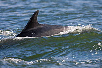 Bottlenose dolphin (Tursiops truncatus) surfacing, fin showing distinctive identifying marks, Moray Firth, Inverness-shire, Scotland, UK, August
