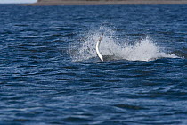 Bottlenose dolphin (Tursiops truncatus) catching a  salmon and throwing it into the air, Moray Firth, Inverness-shire, Scotland, UK, August