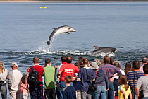 Visitors on Chanonry Point watching Bottlenose dolphins (Tursiops truncatus) playing and breaching, Moray Firth, Inverness-shire, Scotland, UK, May. 2020VISION Exhibition. Did you know? Dolphins are o...