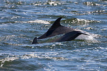 Bottlenose dolphins (Tursiops truncatus) adult and juvenile surfacing, tail slapping, Moray Firth, Inverness-shire, Scotland, UK, August