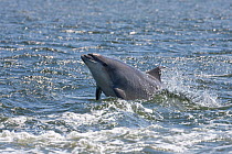 Bottlenose dolphin (Tursiops truncatus) spy hopping, Moray Firth, Inverness-shire, Scotland, UK, June