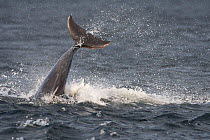 Bottlenose dolphin (Tursiops truncatus) breaching,  Moray Firth, Inverness-shire, Scotland, UK, August