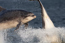 Two Bottlenose dolphins (Tursiops truncatus) breaching, Moray Firth, Inverness-shire, Scotland, UK, August. Photographer quote: 'After several frustrating hours with too short a lens and dolphins too...