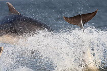 Two Bottlenose dolphins (Tursiops truncatus) breaching, Moray Firth, Inverness-shire, Scotland, UK, August. Did you know? Scotland is home to the most northerly population of bottlenose dolphins on ea...