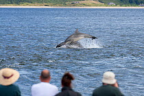 Visitors on Chanonry Point watching Bottlenose dolphins (Tursiops truncatus) playing and breaching, Moray Firth, Inverness-shire, Scotland, UK, July