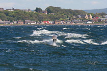 Juvenile Bottlenose dolphin (Tursiops truncatus) playing in rough seas off Chanonry Point, Moray Firth, Inverness-shire, Scotland, UK, July