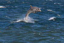 Juvenile Bottlenose dolphin (Tursiops truncatus) breaching off Chanonry Point, Moray Firth, Inverness-shire, Scotland, UK, August, sequence 1/4