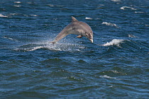 Juvenile Bottlenose dolphin (Tursiops truncatus) breaching off Chanonry Point, Moray Firth, Inverness-shire, Scotland, UK, August, sequence 2/4