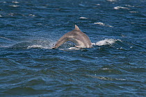 Juvenile Bottlenose dolphin (Tursiops truncatus) breaching off Chanonry Point, Moray Firth, Inverness-shire, Scotland, UK, August, sequence 3/4