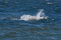 Juvenile Bottlenose dolphin (Tursiops truncatus) breaching off Chanonry Point, Moray Firth, Inverness-shire, Scotland, UK, August, sequence 4/4