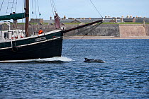 Bottlenose dolphin (Tursiops truncatus) bow riding in front of converted trawler with young boy photographing it from deck, Moray Firth, Inverness-shire, Scotland, UK, August