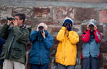 Four visitors on Chanonry Point watching Bottlenose dolphin (Tursiops truncatus) through binoculars  Moray Firth, Inverness-shire, Scotland, UK, May