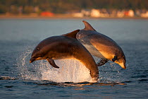 Bottlenose dolphin (Tursiops truncatus) two breaching in evening light, Moray Firth, Inverness-shire, Scotland, UK, August, sequence 1/2. 2020VISION Book Plate.