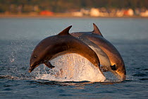 Bottlenose dolphin (Tursiops truncatus) two breaching in evening light, Moray Firth, Inverness-shire, Scotland, UK, August, sequence 2/2. Photographer quote: 'A day of overcast cloud cleared in the la...