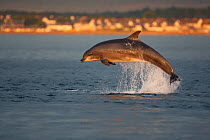 Bottlenose dolphin (Tursiops truncatus) breaching in evening light, Moray Firth, Inverness-shire, Scotland, UK, August, sequence 1/7