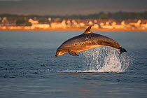 Bottlenose dolphin (Tursiops truncatus) breaching in evening light, Moray Firth, Inverness-shire, Scotland, UK, August, sequence 2/7. Did you know? Bottlenose dolphins have shown some tool using behav...