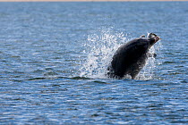 Bottlenose dolphin (Tursiops truncatus) breaching with salmon in its jaws, Moray Firth, Inverness-shire, Scotland, UK, sequence 1/3