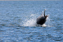 Bottlenose dolphin (Tursiops truncatus) breaching with salmon in its jaws, Moray Firth, Inverness-shire, Scotland, UK, sequence 2/3