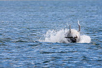 Bottlenose dolphin (Tursiops truncatus) breaching with salmon in its jaws, Moray Firth, Inverness-shire, Scotland, UK, sequence 3/3