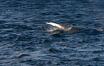 Bottlenose dolphin (Tursiops truncatus) breaching with salmon in its jaws, Moray Firth, Inverness-shire, Scotland, UK, May