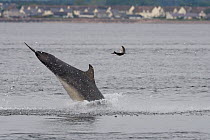 Bottlenose dolphin (Tursiops truncatus) breaching tossing salmon into air, Moray Firth, Inverness-shire, Scotland, UK, May