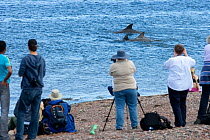 Visitors at Chanonry Point watching Bottlenose dolphin (Tursiops truncatus) surfacing, Moray Firth, Inverness-shire, Scotland, UK, September