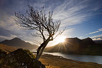 Rowan tree silhouetted above Loch Lurgainn with Cul Mor (left) and Ben More Coigach beyond, Coigach, Highland, Scotland, UK, November. Photographer quote: ^Let's face it walking uphill is a drag  I g...