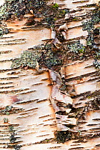 Close up of lichen on Birch tree bark, Assynt, Highlands, Scotland, UK, January