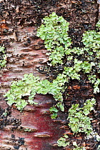 Close up of lichen on tree bark, Assynt, Highlands, Scotland, UK, January