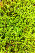 Close up of moss on tree bark, Assynt, Assynt Uplands, Scotland, UK, January